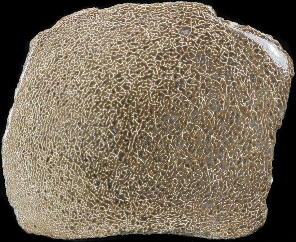 Large Polished Agatized Dinosaur Bone Section - #38805